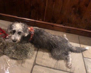 Harry on his rug in the bar during an enjoyable stay.